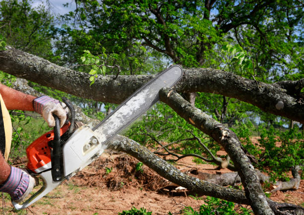 Reliable Calais, ME Tree Service Solutions